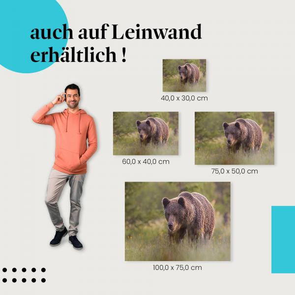 Braunbär: Leinwandbild. Wiese, Sonnenlicht, wähle deine Größe!