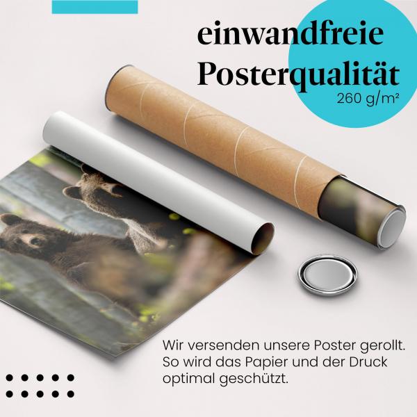 Gerolltes Poster "Braunbären" - Wildlife, sicher verpackt.