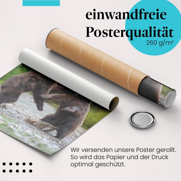 Gerolltes Poster "Bärenkampf" - Wildlife, sicher verpackt.