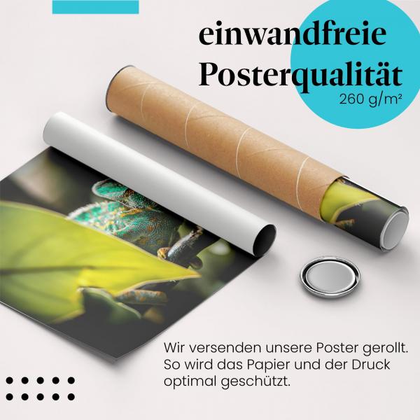 Gerolltes Poster "Chamäleon" - Tierfotografie, sicher verpackt.