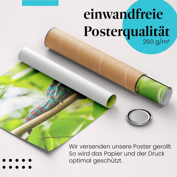 Gerolltes Poster "Chamäleon". Exotische Tierwelt, sicher verpackt.