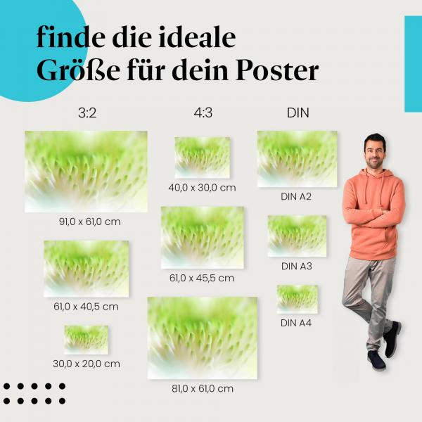 Chrysantheme, Poster: Nahaufnahme, Struktur, Farben.