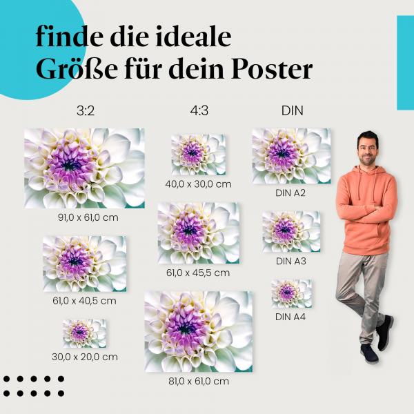 Finde die ideale Postergröße: Weiße Dahlie, Makroaufnahme, faszinierende Blütenblätter.