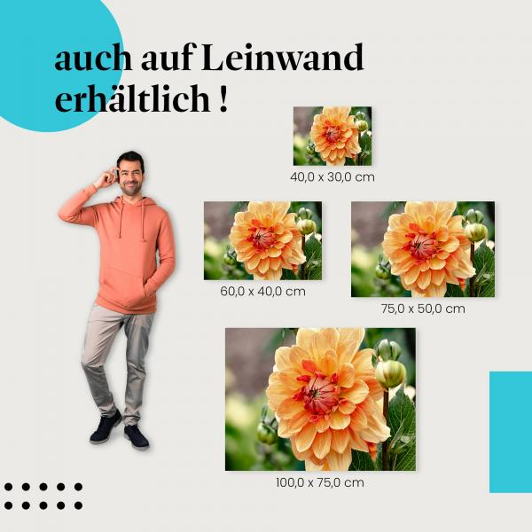 Orange Dahlie: Leinwandbild. Blütenpracht, wähle deine Größe!