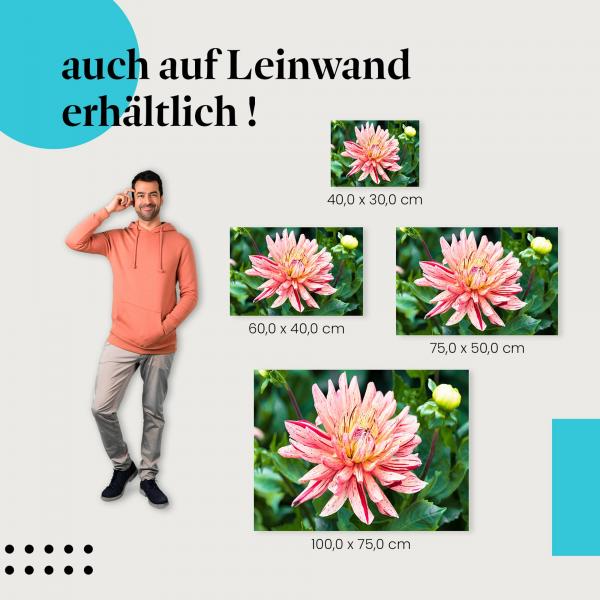 Dahlienblüte: Leinwandbild. Rosa-gelb gestreift, Nahaufnahme, wähle deine Größe!