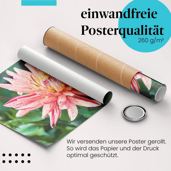 Gerolltes Poster "Dahlie". Sommerliche Blume, sicher verpackt.