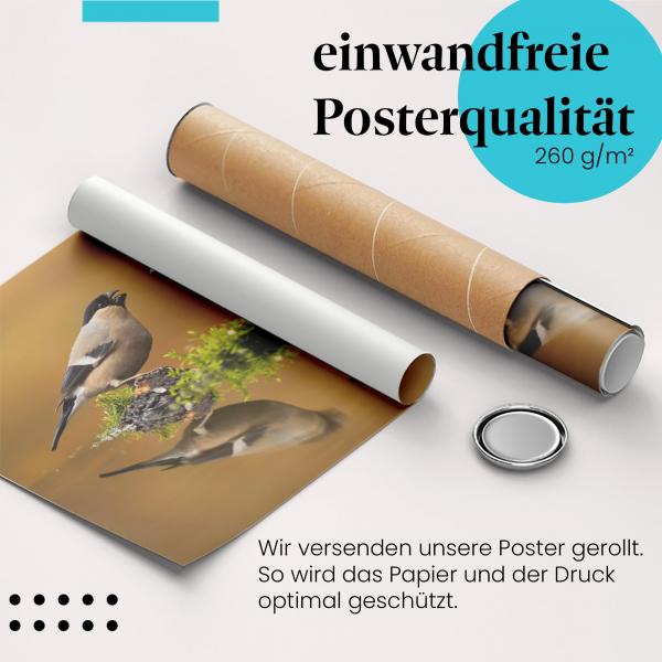 Gerolltes Poster "Dompfaffe". Vögel & Natur, sicher verpackt.