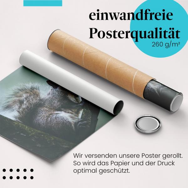 Gerolltes Poster "Eichhörnchen". Tierfotografie, sicher verpackt.