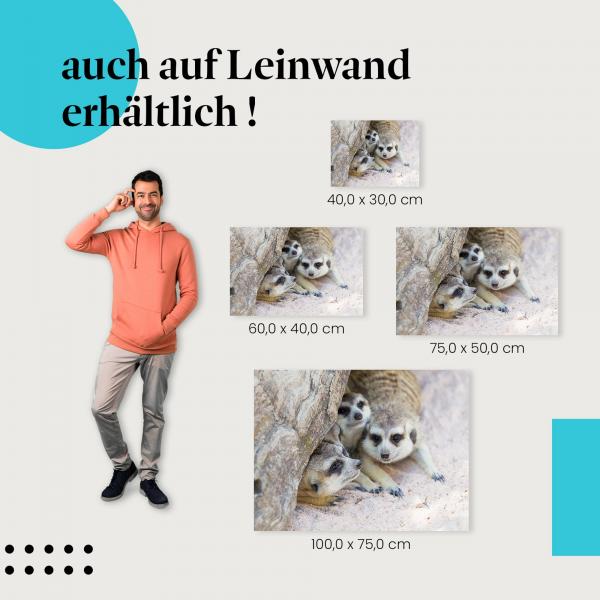 Leinwandbild "Erdmännchen Familie": Wildlife & Natur