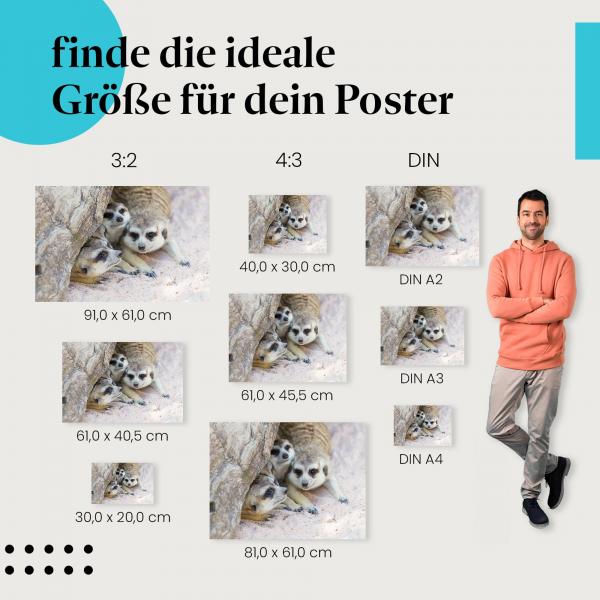 "Erdmännchen Familie im Bau": Poster - Tiere & neugierige Erdmännchen