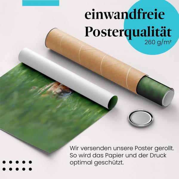 Gerolltes Poster "Feldhase" - Wildtier, sicher verpackt.