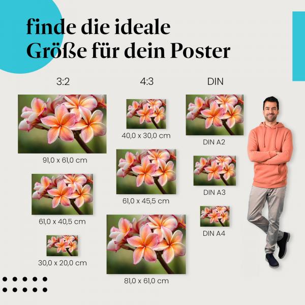 Frangipaniblüten Poster: Exotisches Flair - finde die ideale Größe!