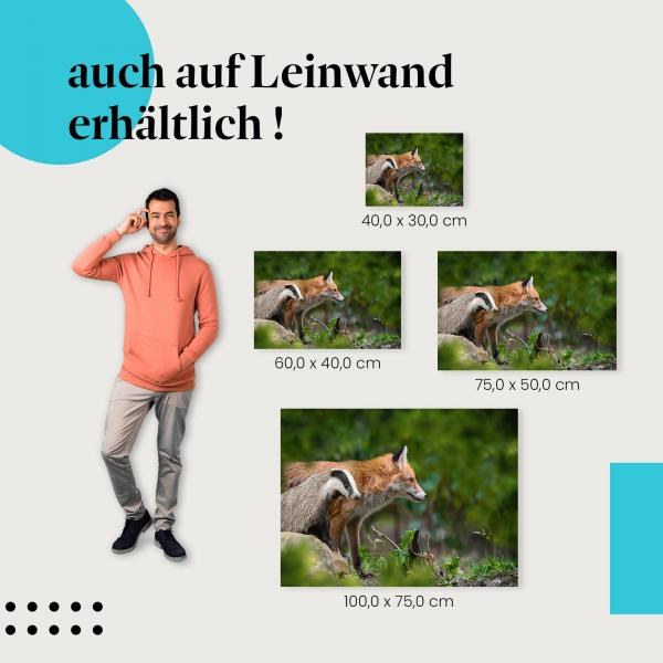 Fuchs & Dachs: Leinwandbild. Wald, friedlich.