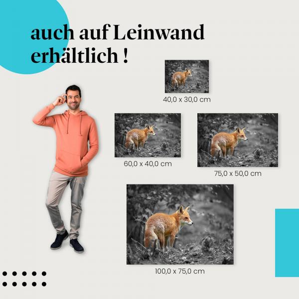 Fuchs: Leinwandbild. Rot, schwarz-weißer Wald.