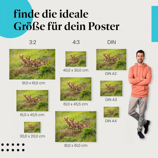 Fuchswelpen, Poster: Hügel, Blick in die Kamera.