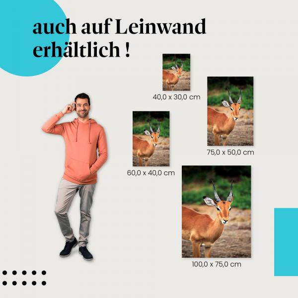 Gazelle: Leinwandbild. Hörner, rote Fellfarbe, wähle deine Größe.