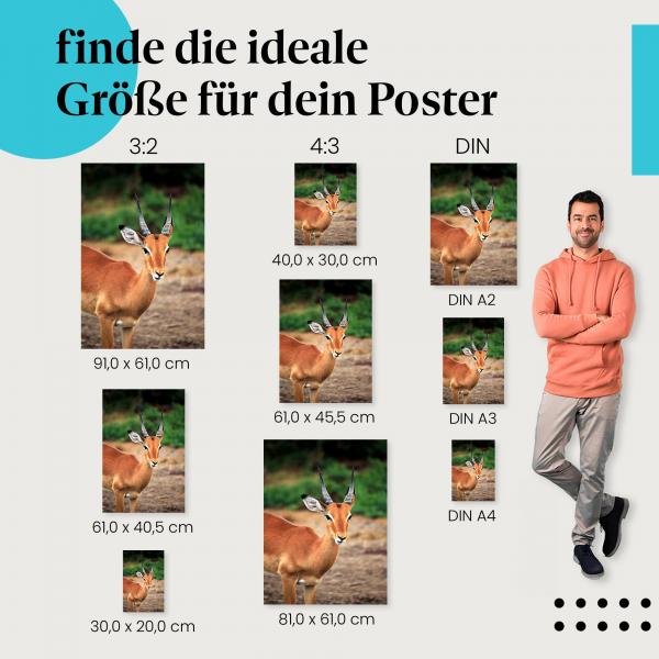 Gazelle, Poster: Hörner, grüne Landschaft, rotes Fell.