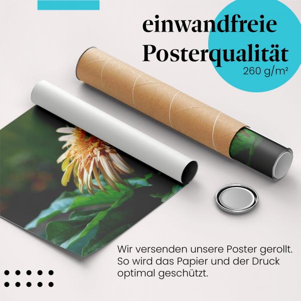 Gerolltes Poster "Gelbe Gerbera" - Blumenpracht, sicher verpackt.