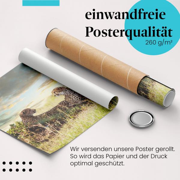 "Gepardenpaar": Gerolltes Poster, Savanne, Abendlicht.