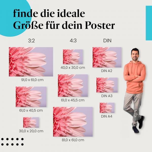 Gerbera, Poster: Rosa, Nahaufnahme, Blütenblätter.