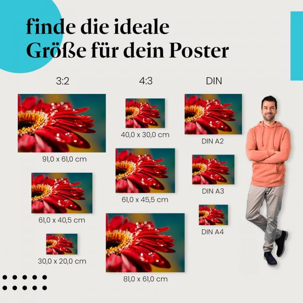 Gerbera, Poster: Rote Blüte, Regentropfen, Lichtspiel, Nahaufnahme.