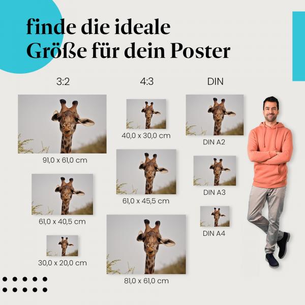 Giraffe beim Fressen Poster: Afrikanische Tierwelt!