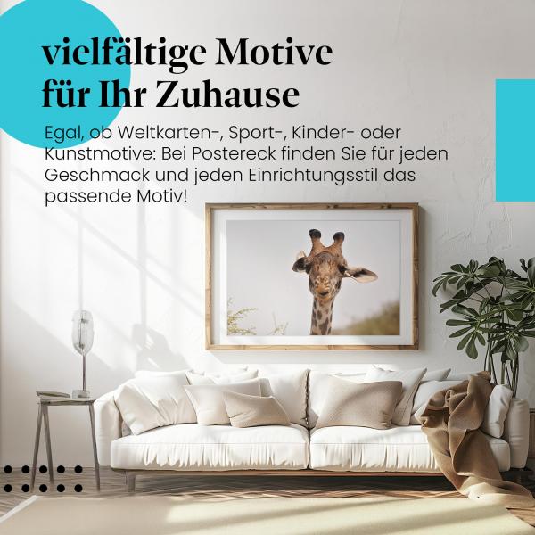 Stylisches Leinwandbild: Neugieriger Blick: Giraffe beim Fressen.