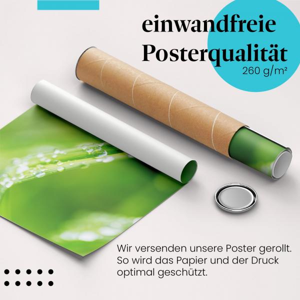 Gerolltes Poster "Tautropfen auf Gras". Natur & Frische, sicher verpackt.