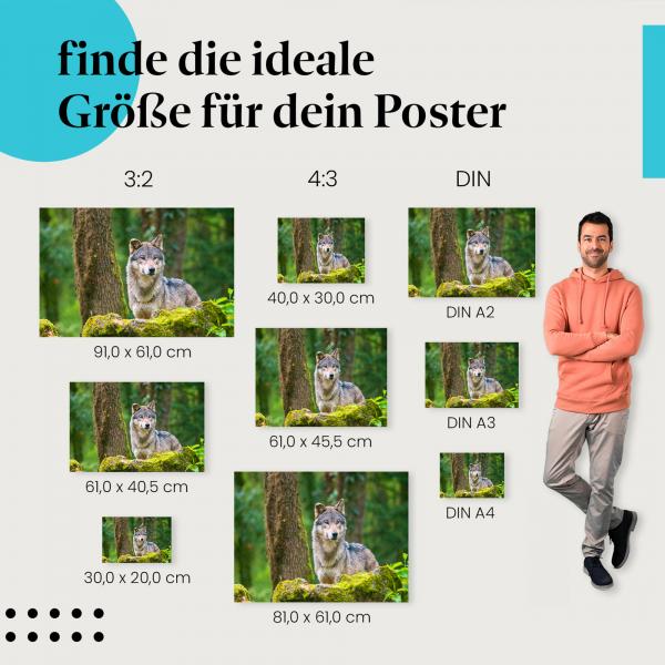 Finde die perfekte Postergröße! Wolf, grau, Wald, Blick.