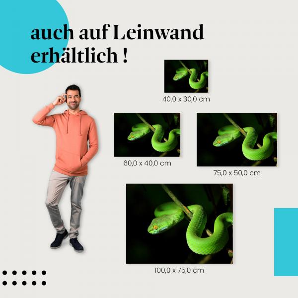 Leinwandbild "Grüne Viper": Faszination & Wildnis