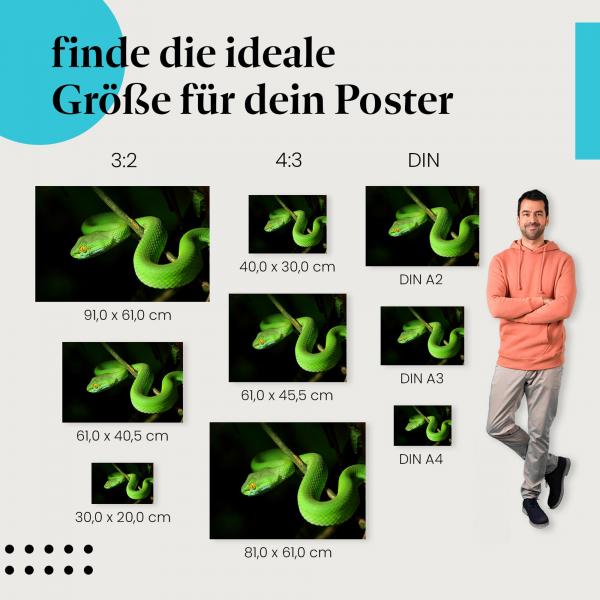 "Grüne Viper im Dschungel": Poster - Schlange, Dschungel & Natur