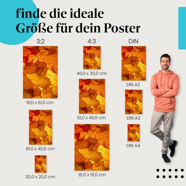 Entdecke die passende Postergröße: Nahaufnahme, Ahornblätter in Gelb und Rot, Sonnenlicht.