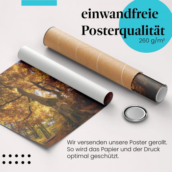 Gerolltes Poster "Wald im Herbstlicht". Herbstliche Stimmung, sicher verpackt.