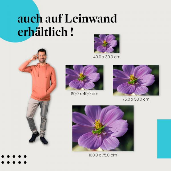 Leinwandbild "Heuschrecke auf Blume": Sommer & Blüte