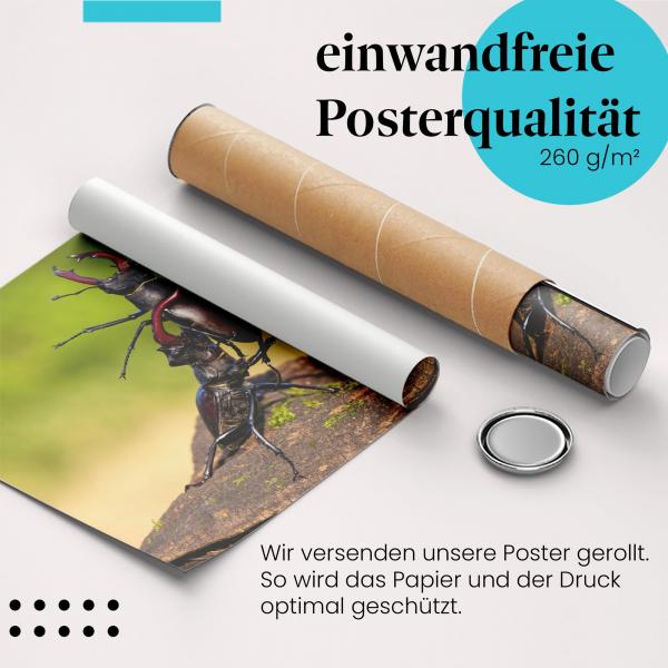 Gerolltes Poster "Hirschkäfer" - Insektenwelt, sicher verpackt.