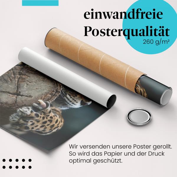 Gerolltes Poster "Jaguar" - Tier & Dschungel, sicher verpackt.