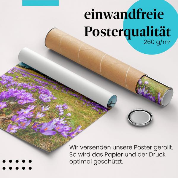 Gerolltes Poster "Krokuswiese". Frühling & Berge, sicher verpackt.