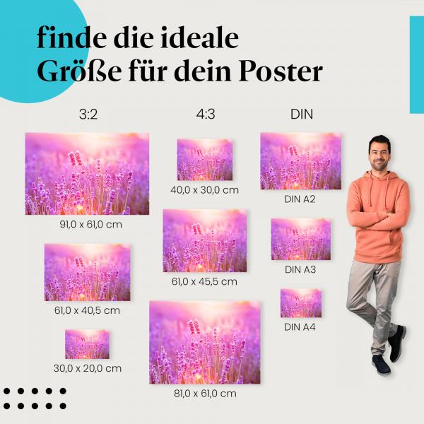 Postergrößen: Lavendelfeld, Sonnenuntergang, violett.