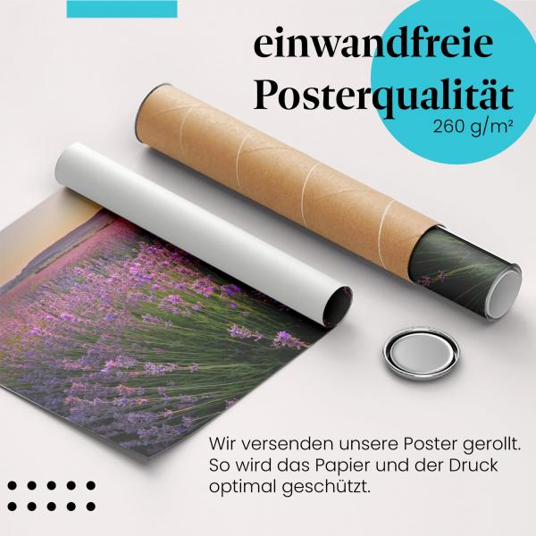 Gerolltes Poster "Lavendelfeld" - Blumenpracht, sicher verpackt.