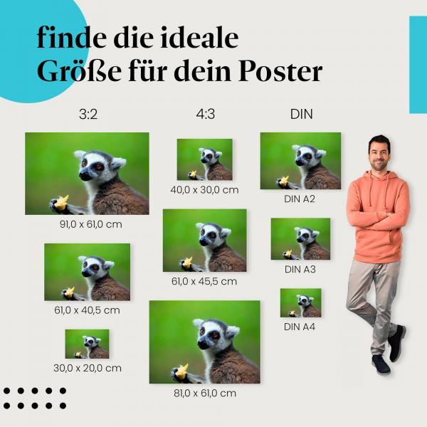 Lemur, Poster: Obst, Blick, niedlich.