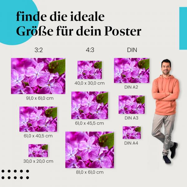 Postergrößen: Blütenblätter, Makro, lila, Tautropfen.