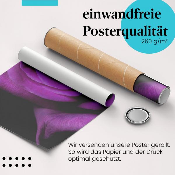 Gerolltes Poster "Lila Rose". Geheimnisvolle Eleganz.