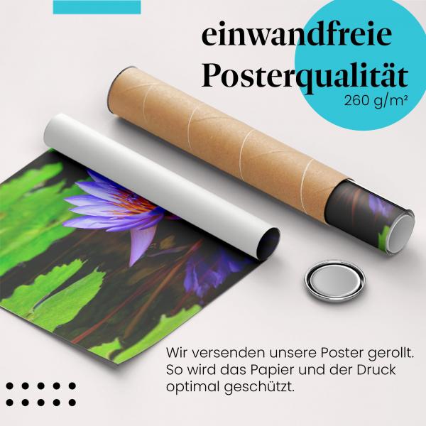 Gerolltes Poster "Seerose" - Blumenpracht, sicher verpackt.