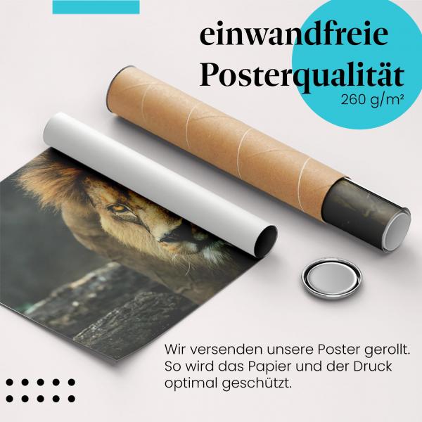 Gerolltes Poster "Löwenblick" - Wilde Schönheit, sicher verpackt.