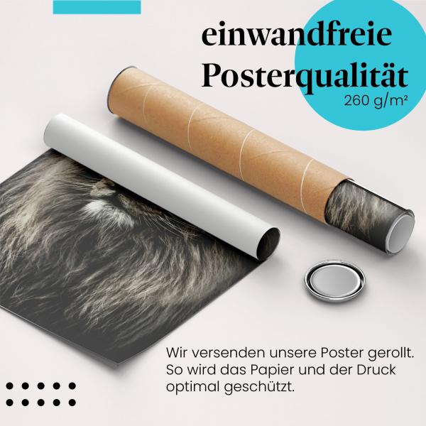 Gerolltes Poster "Löwe". Majestätisches Tier, sicher verpackt.