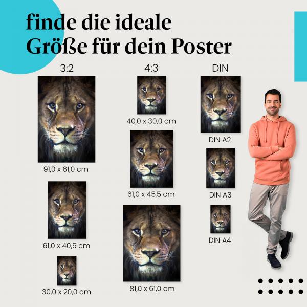 Löwe, Poster: Nahaufnahme, Blick, Stärke.