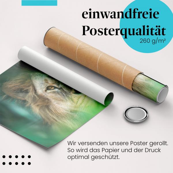 Gerolltes Poster "Löwe". König der Tiere, sicher verpackt.