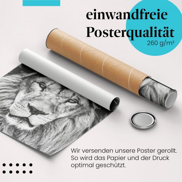 Gerolltes Poster "Löwenportrait". König der Tiere, sicher verpackt.