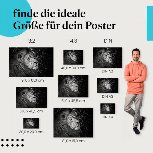 Entdecke die passende Postergröße: Löwe, Schwarz-Weiß-Porträt, Blick in die Ferne.