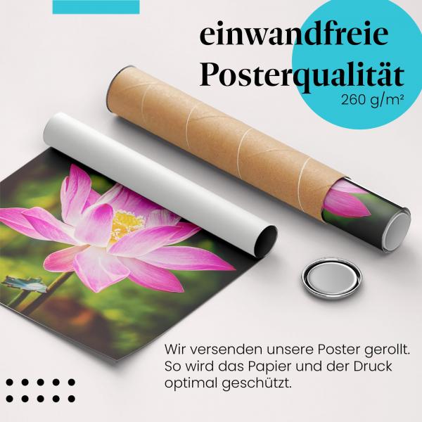 Gerolltes Poster "Lotusblüte". Blütenpracht, sicher verpackt.